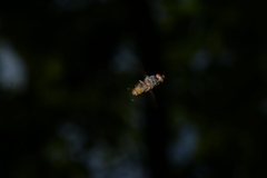 Brachyopa insensilis