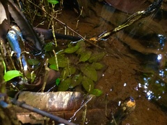 Cryptocoryne cordata