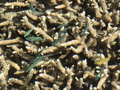 Chromis atripectoralis