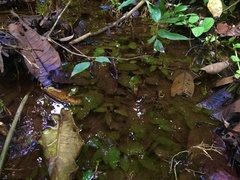 Cryptocoryne cordata