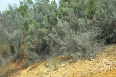 Dicerothamnus rhinocerotis