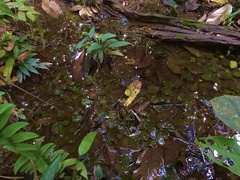 Cryptocoryne cordata