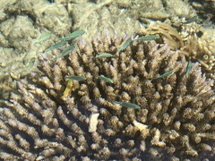 Chromis atripectoralis