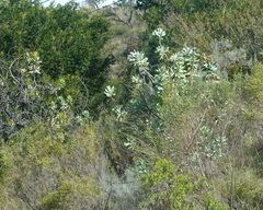 Protea nitida