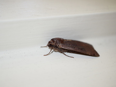 Parabagrotis