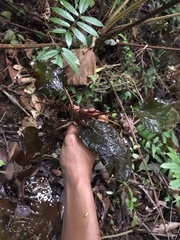 Cryptocoryne cordata