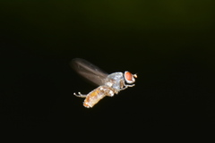 Brachyopa insensilis