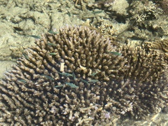 Chromis atripectoralis