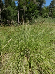 Carex paniculata