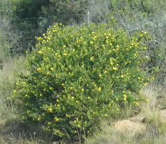 Osteospermum moniliferum