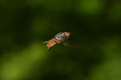 Brachyopa insensilis