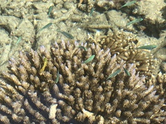 Chromis atripectoralis