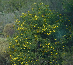 Osteospermum moniliferum