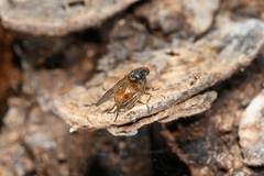 Brachyopa insensilis