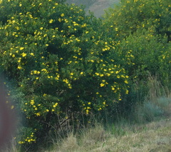 Osteospermum moniliferum