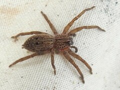 Mituliodon tarantulinus