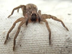 Mituliodon tarantulinus