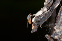 Brachyopa insensilis