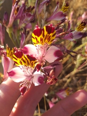 Alstroemeria pulchra