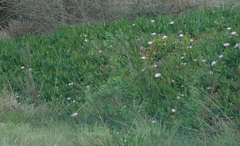 Carpobrotus mellei
