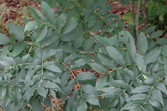 Fraxinus excelsior