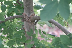 Fraxinus excelsior