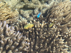 Pomacentrus moluccensis