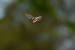 Brachyopa insensilis