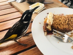 Phylidonyris novaehollandiae