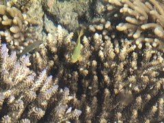 Pomacentrus moluccensis