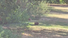 Oryctolagus cuniculus