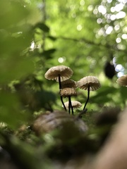 Marasmius