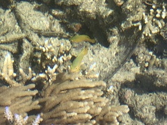 Pomacentrus moluccensis