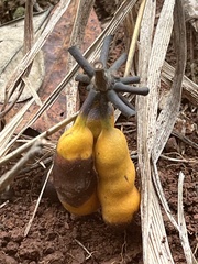 Annonaceae