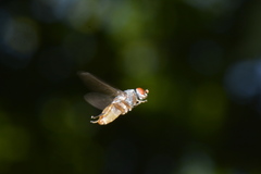 Brachyopa insensilis