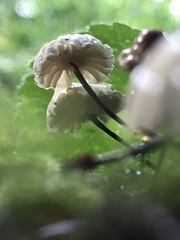 Marasmius