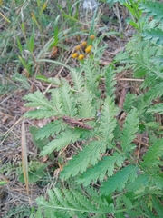 Chorthippus macrocerus