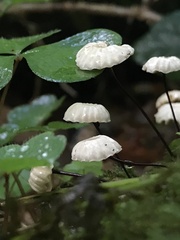 Marasmius