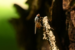 Brachyopa insensilis