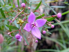 Boronia rivularis