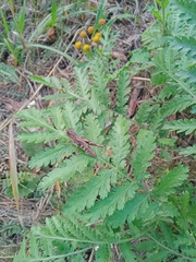 Chorthippus macrocerus