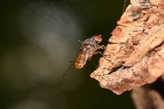 Brachyopa insensilis