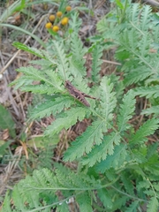 Chorthippus macrocerus