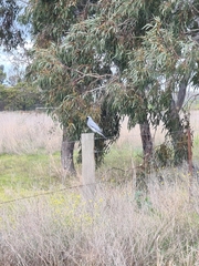 Coracina novaehollandiae