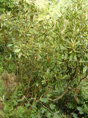 Rhododendron formosanum