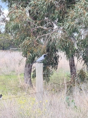 Coracina novaehollandiae