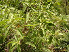 Dendropanax dentiger