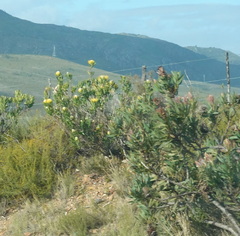 Leucospermum cuneiforme