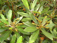 Rhododendron formosanum