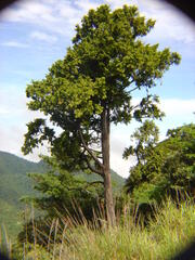 Tsuga chinensis